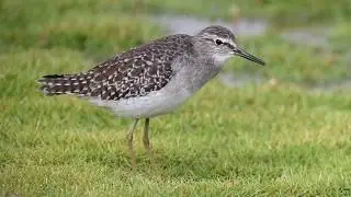 Tringa glareola pellet