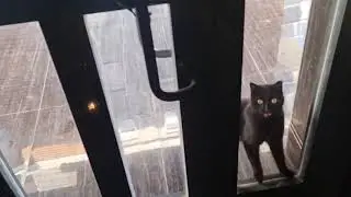 Funny cat and the door! Typical cats behavior!
