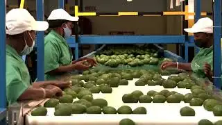 Kenya safeguards its exports with EU trade deal
