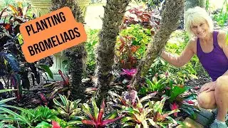 😀🌴 Planting Neoregelia Bromeliads Under Our Pygmy Date Palm Tree // Growing Tropical