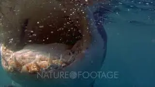 Great White Shark Bites Camera, See Inside Mouth