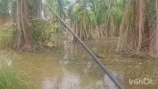Sore hari sehabis hujan banyak ikan yg kelaparan..