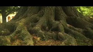 The Reveley Tree