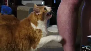 Intense Cat Meows