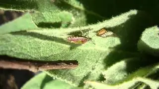Parasitized caterpillar attacked by bug.