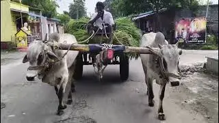 Lode carrying milk teeth Ongole bulls power full 