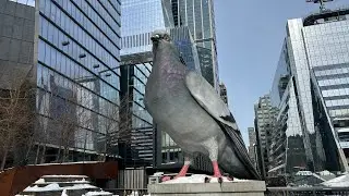 LIVE IN NEW YORK CITY
