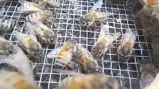 191016 Bees below Escape Board
