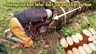 Ada Python yang sedang mengerami telur di dalam batang sawit part 2#ularbesar #animals 