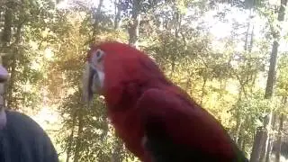 Baby Greenwing Macaw from Winding Woods Ranch