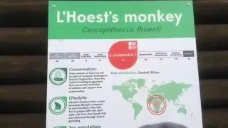 Monkey at Twycross Zoo