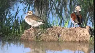 Casal de pato de collar