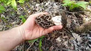 Morchella vulgaris