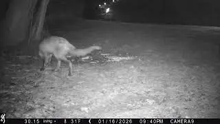Injured Red Fox Feeding on the Lawn