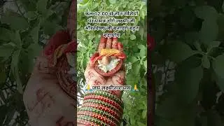 कल 12:00 से इन तीन राशियों पर माता लक्ष्मी और विष्णु देव की होगी कृपा #rashifal #astrology