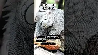 Iguana Spirit Guide #animalspirit #spirituality #spiritanimal #spiritualawakening #spiritualgrowth