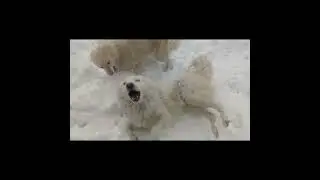 OUR TWO DOGS HAPPY PLAYING TOGETHER WITH SNOW 