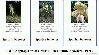 List of Angiosperms of Order Liliales Family Agavaceae Part 2 yucca plant lily camas large tree