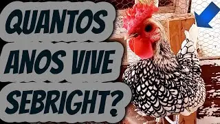 Quantos anos vive Mine galo sebright ( zebraite ) Ra&ccedil;a pura para produ&ccedil;&atilde;o de ovos galados f&eacute;rteis