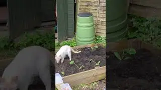 Halloumi Cat does a spot of gardening - planting out the courgettes