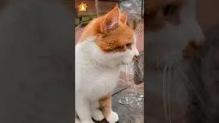 What Do Cats Think About Us | You May Be Surprised | Pets Guideline