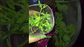 Watching coriander growing in my kitchen is thoda hatke feeling that&rsquo;s boost me to do gardening