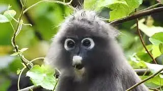 Spectacled Langur aka Dusky Leaf Monkey having breakfast