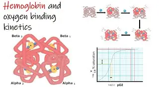 Hemoglobin and oxygen binding kinetics