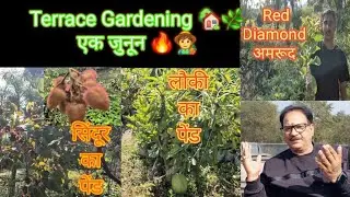 Terrace Gardening एक जुनून 