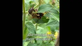 Bienenwolf erbeutet Honigbiene _ Juli 2025