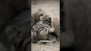 Meet the manul, nature&rsquo;s most unimpressed wild cat #cute #animals #catshorts