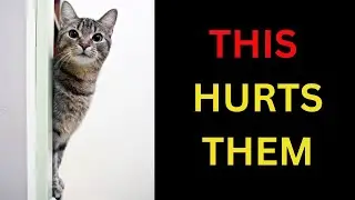 10 Things That Emotionally HURT a Cat