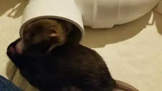 OUR PET RATS - Playtime on the floor