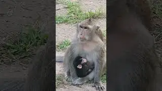 DeeDee and cute newborn #luno #babymonkeyangrymom #babyanimal #newbornbaby #cute #devi