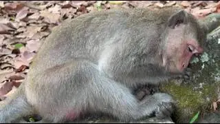 Emergency save! Monkey Juliana has been poisoned seriously