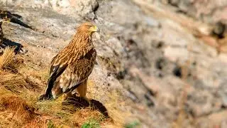 Eastern Imperial Eagle