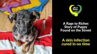 The Rags to Riches Story of a Puppy Found on the Street