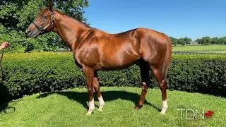 Collected's First Crop Reflecting His Pedigree's Sire Power