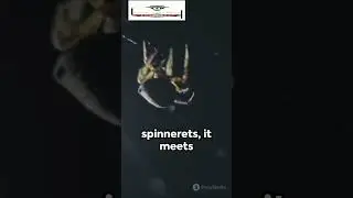 How spider shoot silk from liquid to thread | How spider use silk to fly in the sky#viral #trending