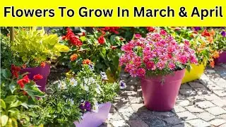 Flowers To Grow In March and April / Flowers to plant in March and April