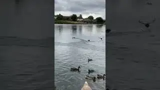 Coots running across the water Witten Lakes, Eurasian Coots