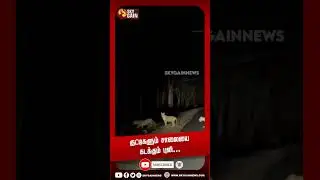 குட்டிகளும் சாலையை கடக்கும் புலி... | Sky Gain News