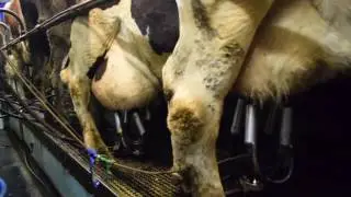 Raw Milk! What? and Why?
