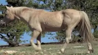 Saving Wild Horses