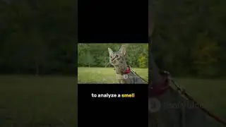 Secrets of Cat Senses: How Cats Navigate and Survive with Superpowers #short