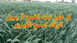 أضرار الرياح علي القمح و ٥ معاملات المزارع لو نفذها القمح لن يميل للرقاد