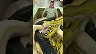 20ft Python Bit The Cameraman! 😱 🐍