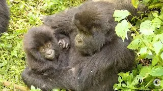 Gorilla mother holds her infant