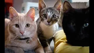 What is Cat Therapy?
