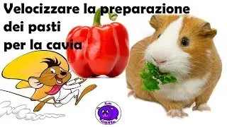 Ecco come velocizzare la preparazione dei pasti per la cavia (porcellino d'india)